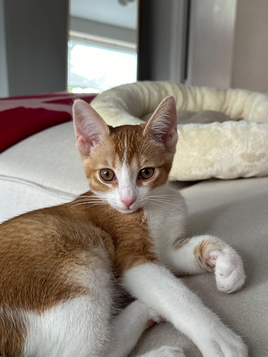 Которебенка сегодня первый день проводит одна в квартире. До этого она жила в семье со  своими кошачьими родителями и сиблингами, плюс ее первые 3 дня у нас мы с димой были дома. А сегодня она совсем одна. Переживаю очень за бебика