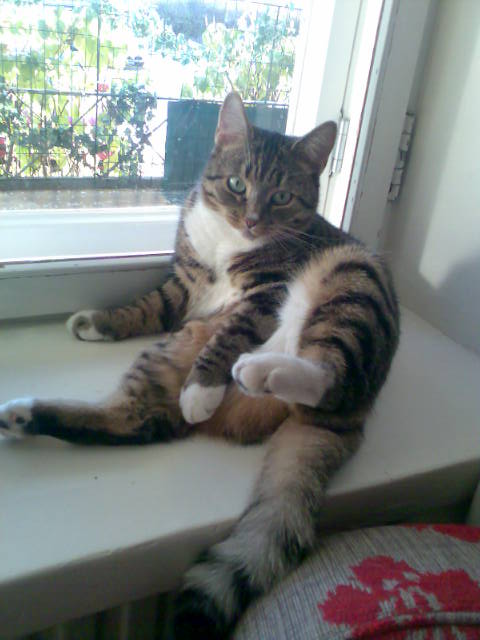 #ThrowbackThursday from young Alma who loved these broad window sills. Purrfect for #Hedgewatch and yoga too. 😺🩷
