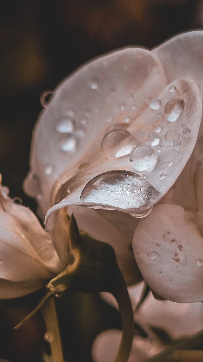 psychoticstate's tweet image. 🤍🤍🤍🤍🤍 
#macro #nature #photography