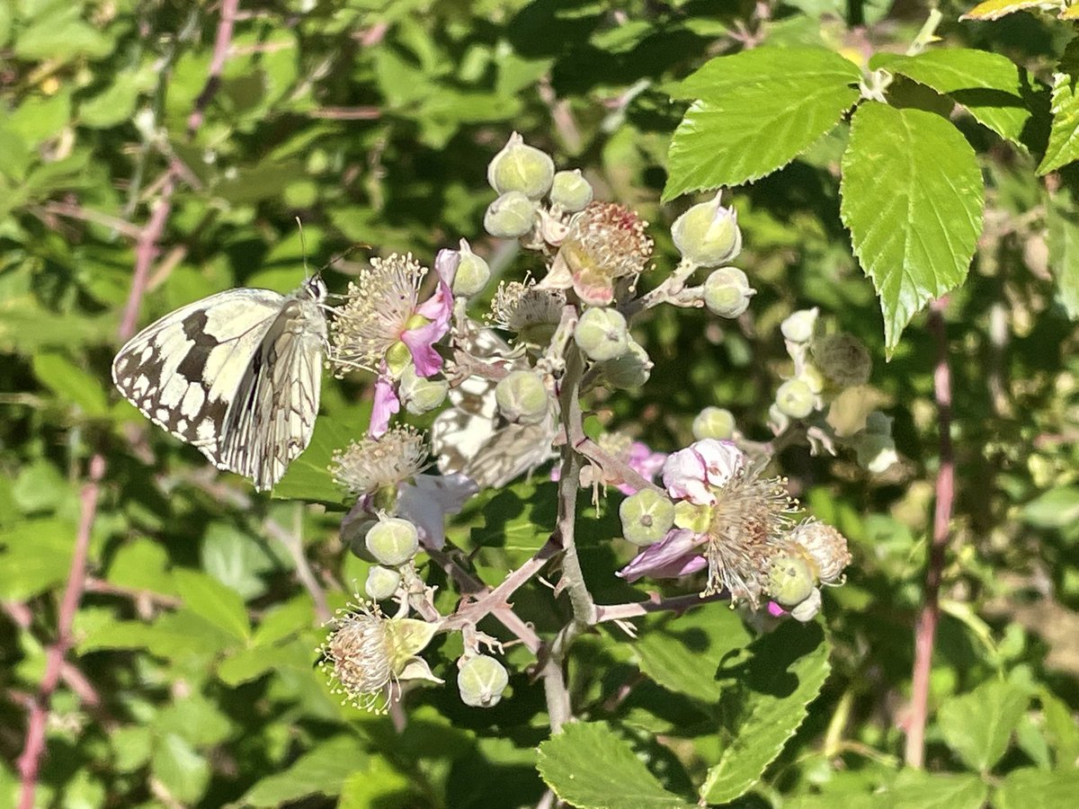nachoramosc's tweet image. Las flores de la zarzamora son un manjar ahora en verano para las mariposas. #sierra #Guadalajara