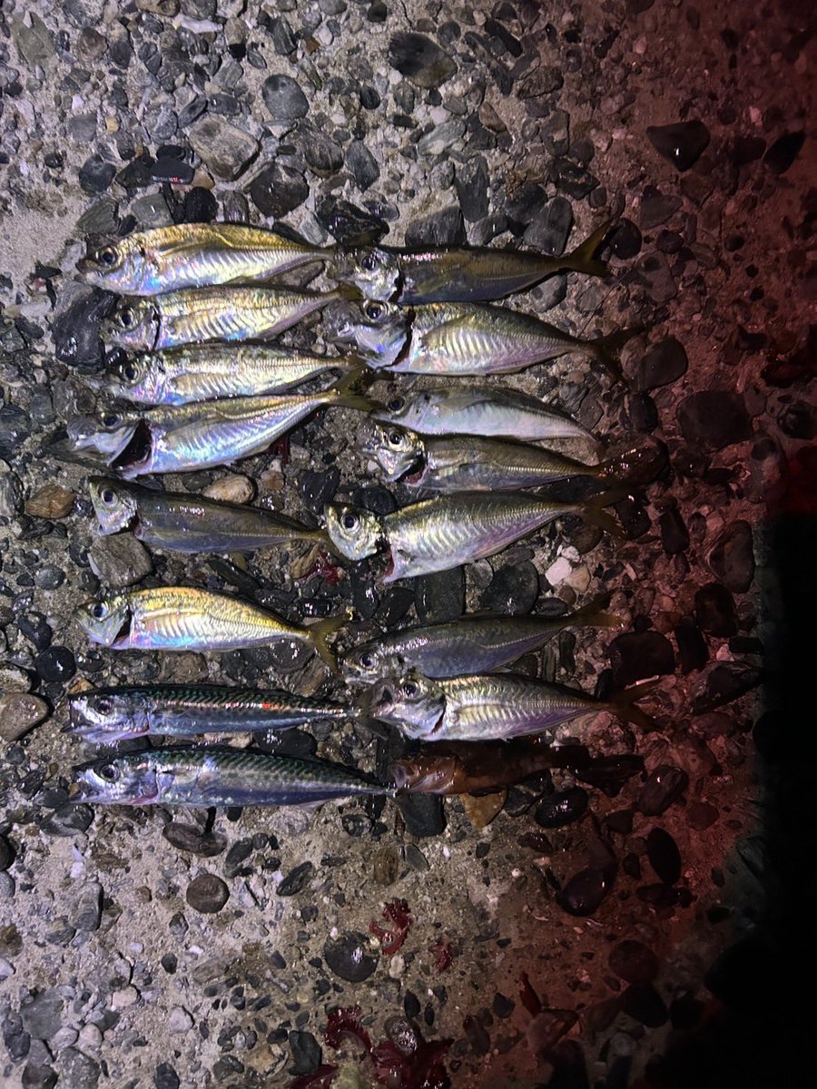 fishingreport49's tweet photo. 2025/7/22
小名浜港
アジ13匹
サバ2匹
アコウ1匹

集魚灯効果で入れ食いだったけどサイズが小さい https://t.co/oq3j83KT3u