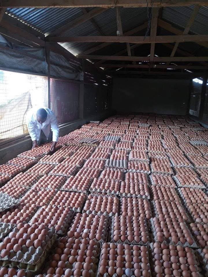 Causes of Decreased Egg Production

1. Lighting Condition

Laying birds require at least 16 hours of light daily for effective egg production. During seasons with shorter daylight hours, such as the rainy season, farmers should provide an additional 4 hours of artificial light...