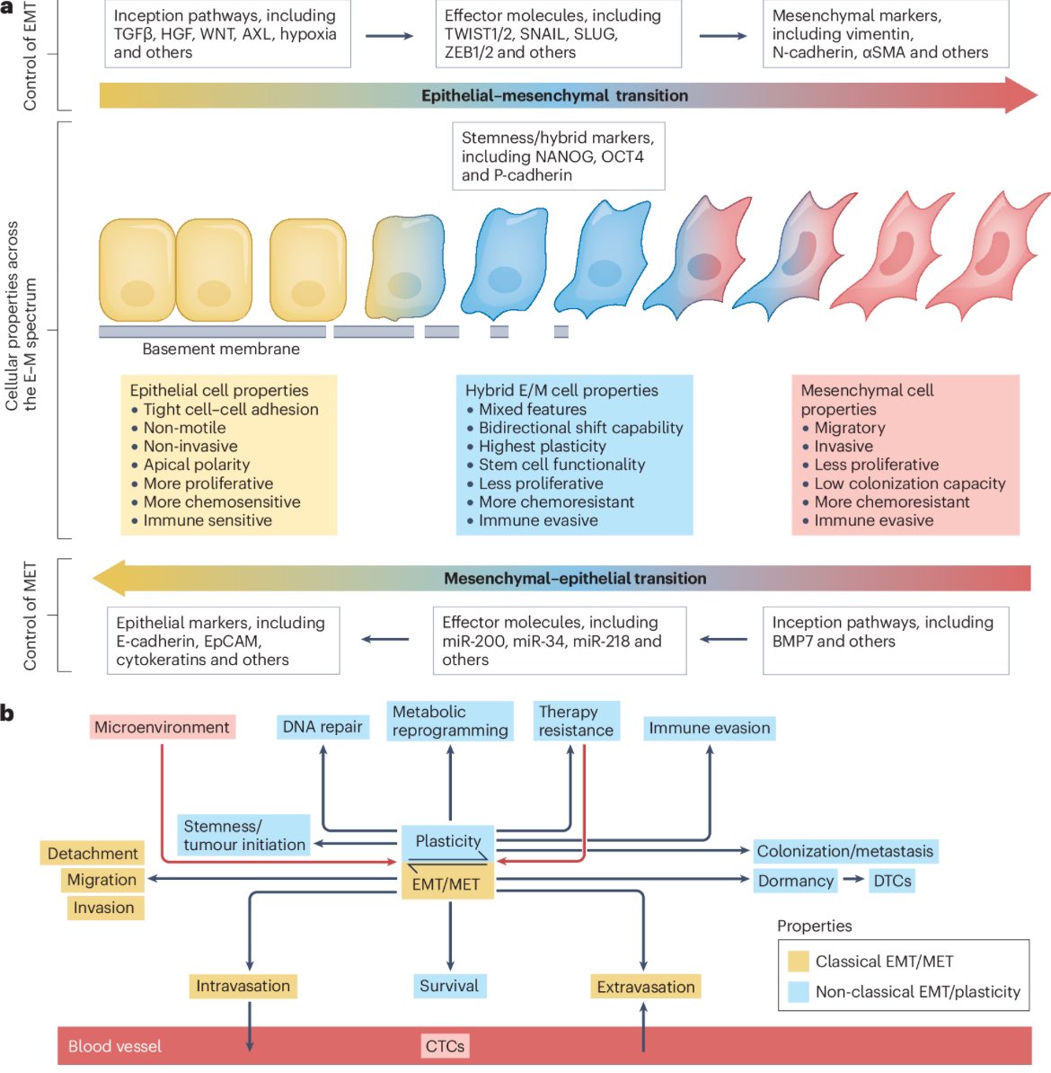 Emre Yekedüz (@yekeduz_emre) on Twitter photo 🚨A must-read review in <a href="/NatRevClinOncol/">NatureRevClinOncol</a> ➡️EMT and cancer: what clinicians should know
🎯Cancer cell plasticity fuels metastasis & treatment resistance.
<a href="/OncoAlert/">OncoAlert</a> <a href="/DrYukselUrun/">Yüksel Ürün</a> #cancer #Oncology #MedX
👉doi.org/10.1038/s41571… 🚨A must-read review in <a href="/NatRevClinOncol/">NatureRevClinOncol</a> ➡️EMT and cancer: what clinicians should know
🎯Cancer cell plasticity fuels metastasis & treatment resistance.
<a href="/OncoAlert/">OncoAlert</a> <a href="/DrYukselUrun/">Yüksel Ürün</a> #cancer #Oncology #MedX
👉doi.org/10.1038/s41571…