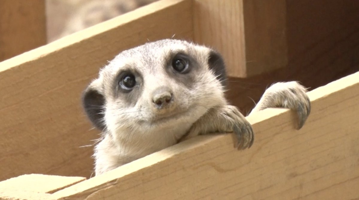 sumatanent's tweet image. 【🐶あにまるウォッチ🕗️】
あす7月25日(金)は…兵庫県『姫路市立動物園』今年1月に4頭の赤ちゃんが誕生✨愛らしい姿で大人気のミーアキャットを紹介します‼️
🕖️朝6時52分頃&7時53分頃〜OA🕗️
#すまたん #ZIP #10チャン #ytv