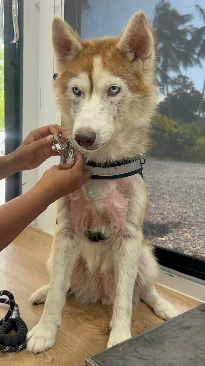 She is an unbelievably gentle girl. 

Her name is Moolah. 

She is happy and safe with us now. Moolah won’t be going back on the streets ever again (6/7)