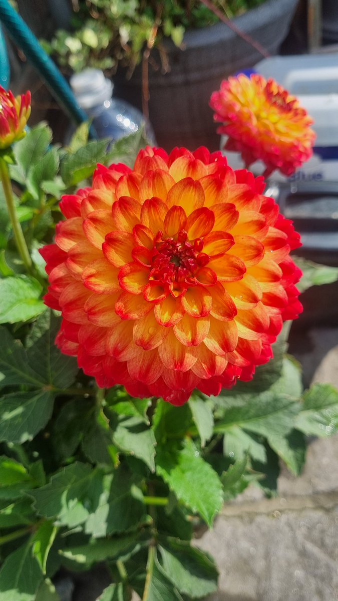 pipsy80's tweet image. Good morning all 👋🏻💚🌼