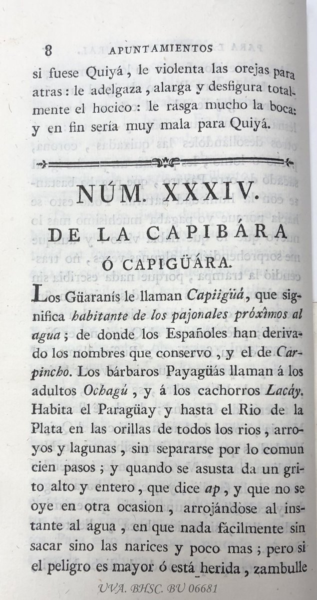 A pesar de ser un roedor (el más grande conocido), la capibara despierta muchas simpatías,  no solo por su aspecto, sino también por su comportamiento pacífico, calmado y sociable. Textos de John Jonston (S. XVII) y Buffon (S. XVIII) ya recogían sus características.
#capibara