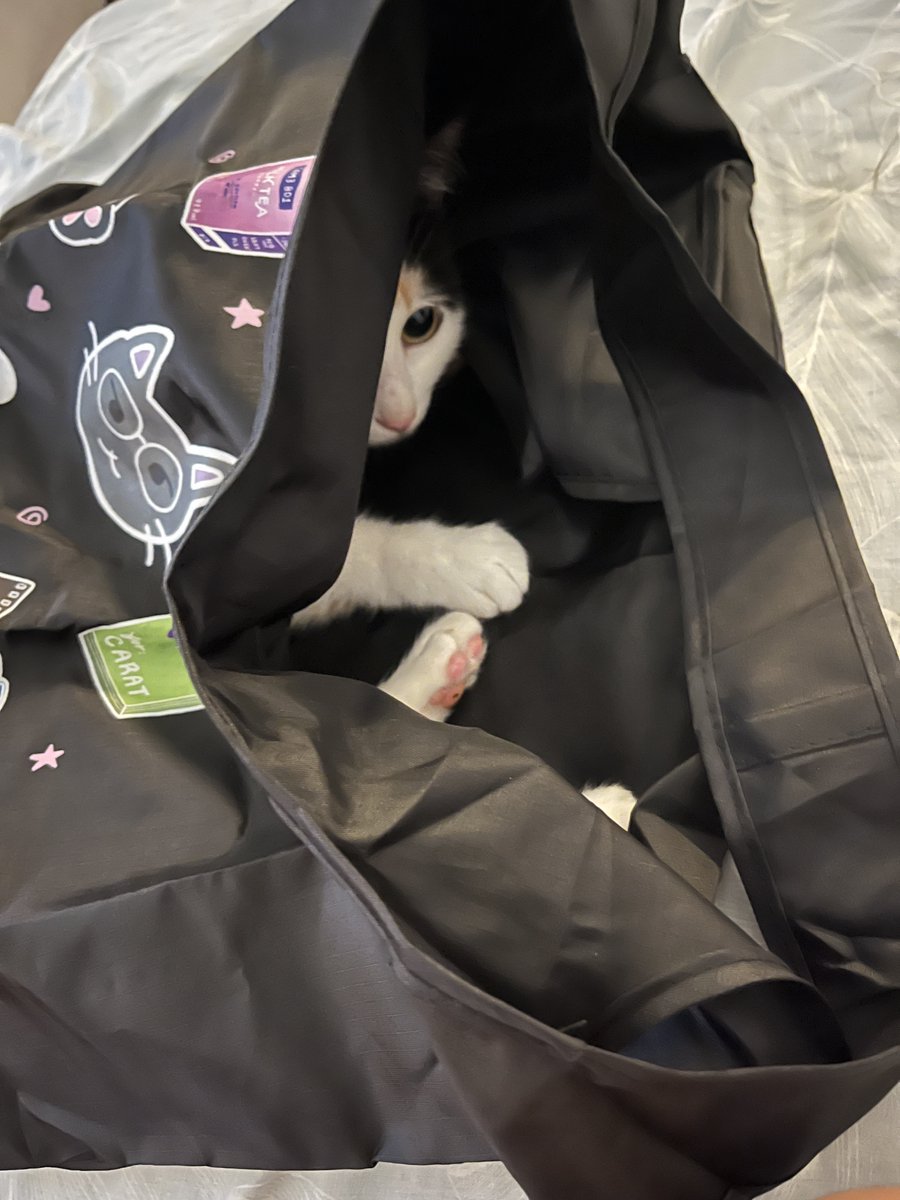 nvmbrblu's tweet image. whats in my wonu bag ep 1