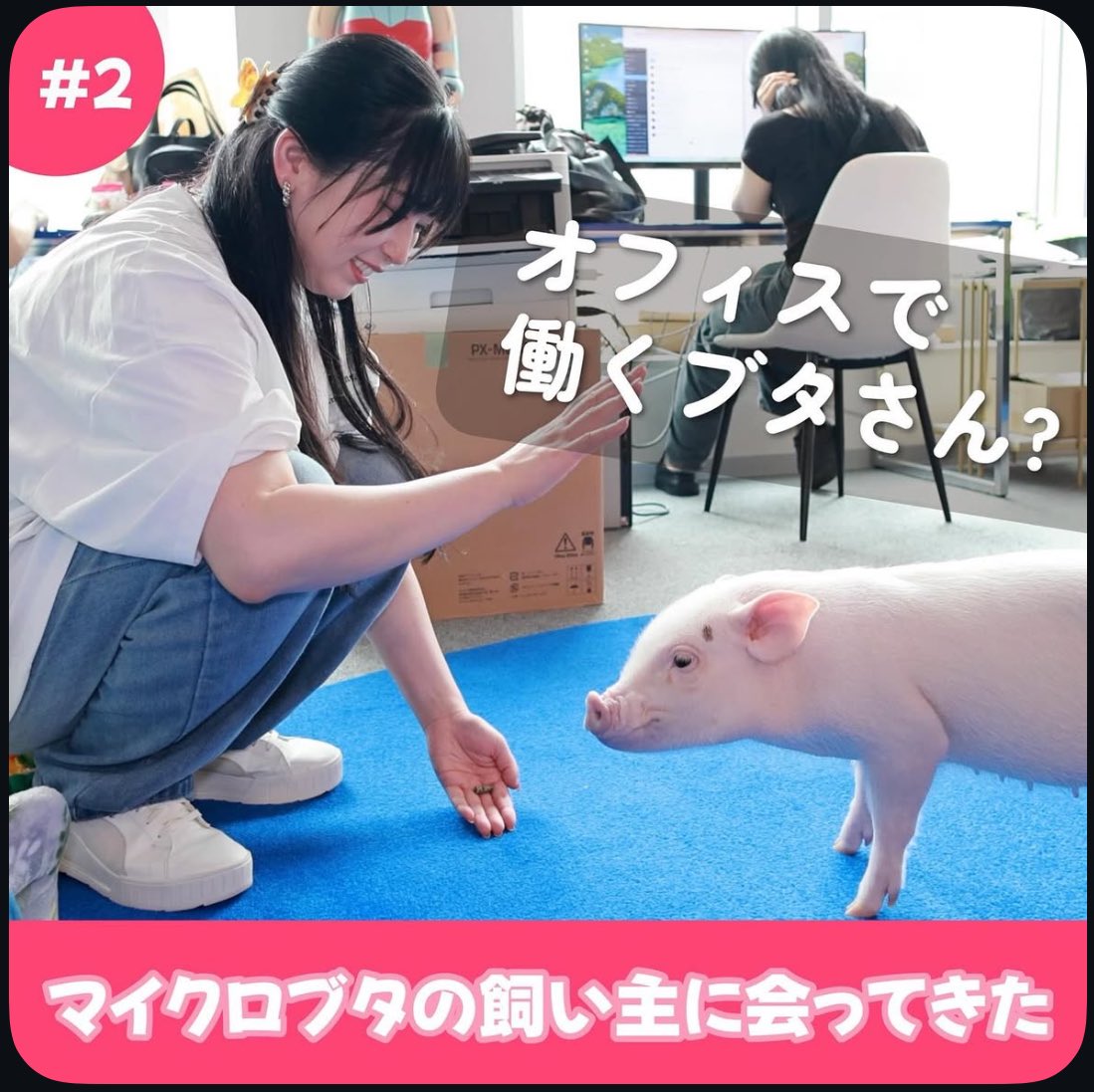 オフィスで働くマイクロブタのBUB(バブ)🍼🐷 (@bub230915) on Twitter photo オフィスで暮らすマイクロブタ
BUBちゃんのオーナーインタビュー動画が、mipig cafe様のYouTubeチャンネルにアップされています🐽
職場にブタがいるってどんな感じ?
普段の様子は?
など、BUBちゃんと一緒にオフィスで働くスタッフがお答えしています💁♀️
<a href="/mipigcafe/">mipigcafe【マイクロブタカフェ】</a>
🎥
youtu.be/qkRNG2k2iI0?si… オフィスで暮らすマイクロブタ
BUBちゃんのオーナーインタビュー動画が、mipig cafe様のYouTubeチャンネルにアップされています🐽
職場にブタがいるってどんな感じ?
普段の様子は?
など、BUBちゃんと一緒にオフィスで働くスタッフがお答えしています💁♀️
<a href="/mipigcafe/">mipigcafe【マイクロブタカフェ】</a>
🎥
youtu.be/qkRNG2k2iI0?si…