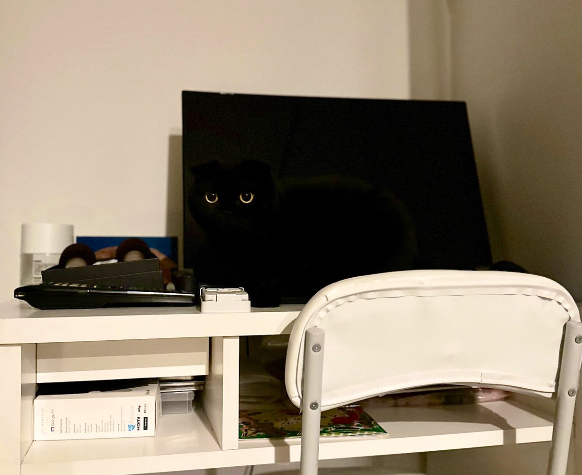 fuwamopurimo's tweet image. 👀以外🖥 ﾊﾟｰﾌｪｸﾄ ｽﾃﾙｽ 🐈‍⬛ 🥷🏿