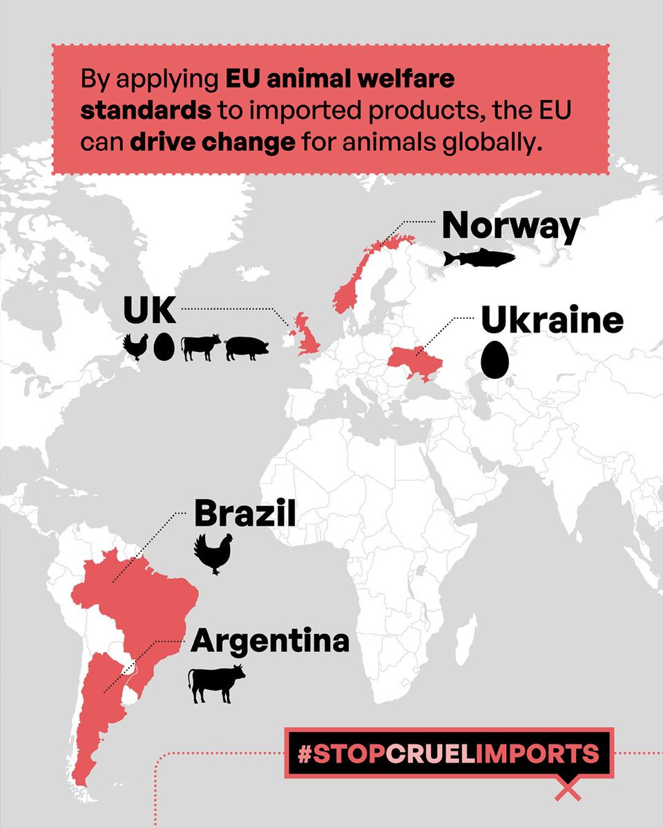Act4AnimalsEU's tweet image. 🚨 Are EU trade rules allowing hidden cruelty into our markets?
🇪🇺 EU citizens care about animal welfare, but without stronger import standards, their shopping may support products from systems like battery cages and overcrowded farms, which are banned or restricted in the EU.…