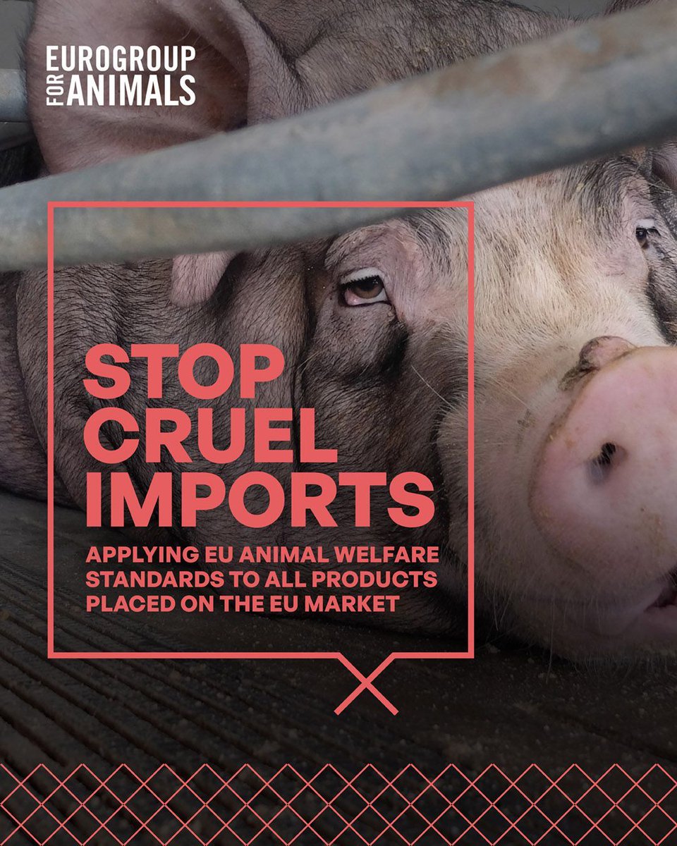 Act4AnimalsEU's tweet image. 🚨 Are EU trade rules allowing hidden cruelty into our markets?
🇪🇺 EU citizens care about animal welfare, but without stronger import standards, their shopping may support products from systems like battery cages and overcrowded farms, which are banned or restricted in the EU.…