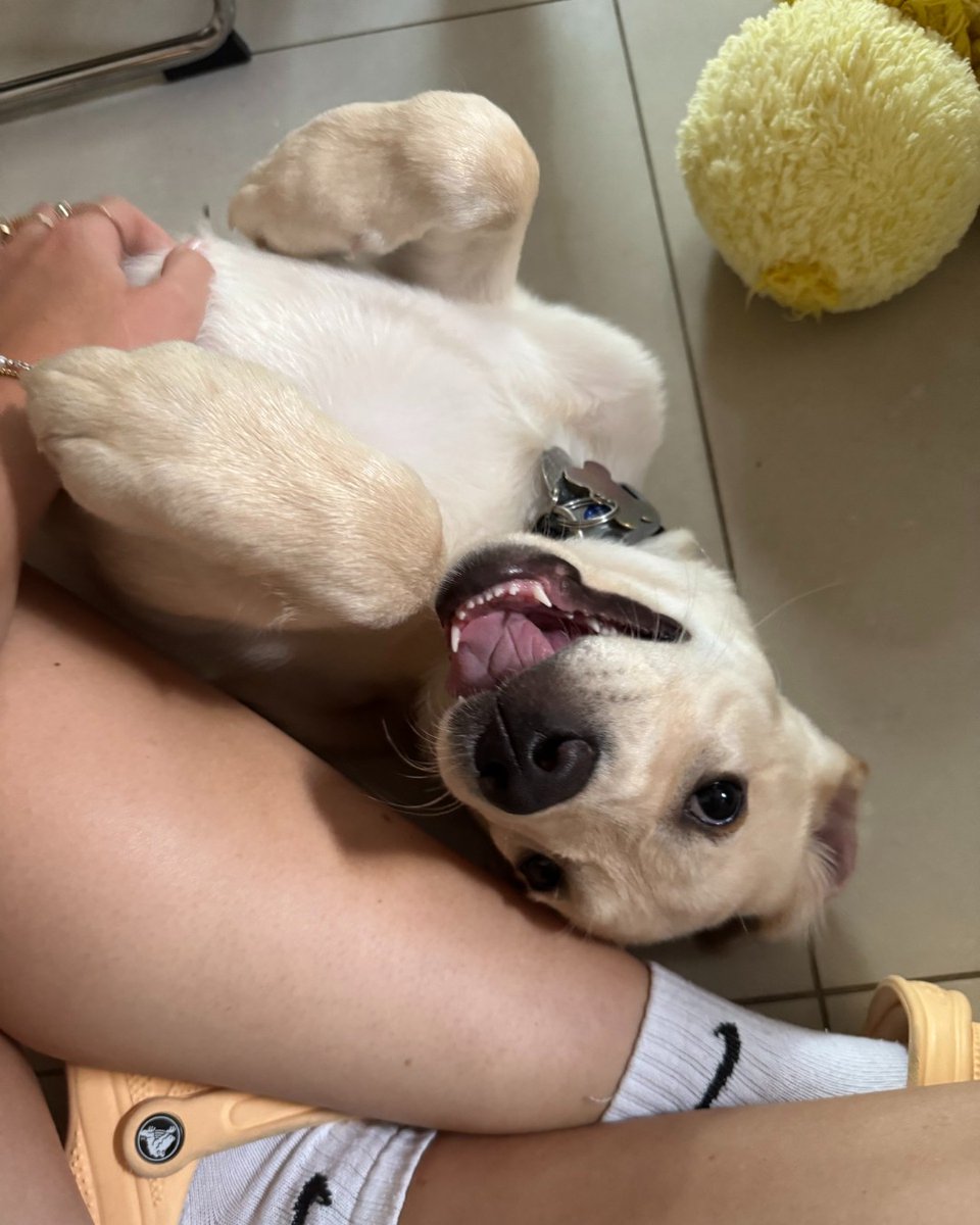 HearingDogs's tweet image. Our little Labrador, Atlas, likes to start the day with his favourite activity... tummy tickles 🥰
The rest of his days are spent exploring, being curious, and most importantly, having lots of fun as takes on the first stage of his hearing dog training.
Keep it up Atlas 🐾