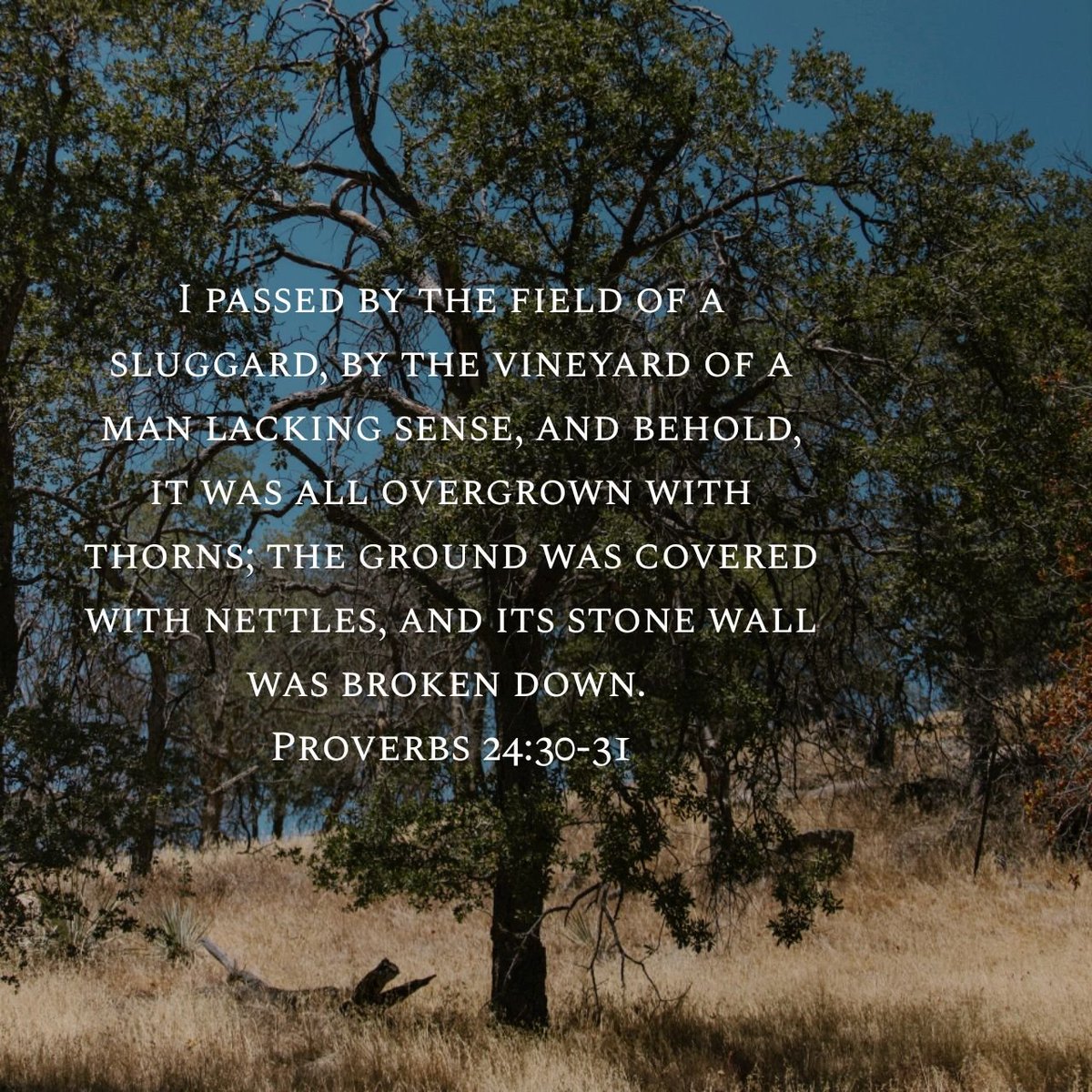 WmHillJr's tweet image. Daily Proverb (7.24.2025) 📖 
#dailyproverb #proverbs #wisdom #bible