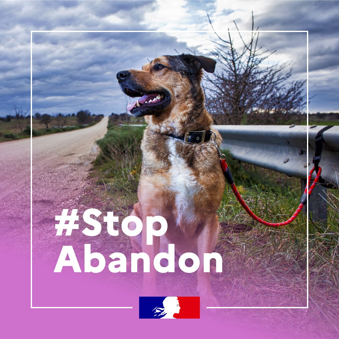 Prefet37's tweet image. 🐾 #StopAbandon | Protéger les animaux de compagnie : une priorité en été comme toute l’année
Alors que les départs en vacances approchent, le risque d’abandon d’animaux augmente. Le Gouvernement agit pour mieux protéger nos compagnons à quatre pattes.
🚫 Abandonner un…