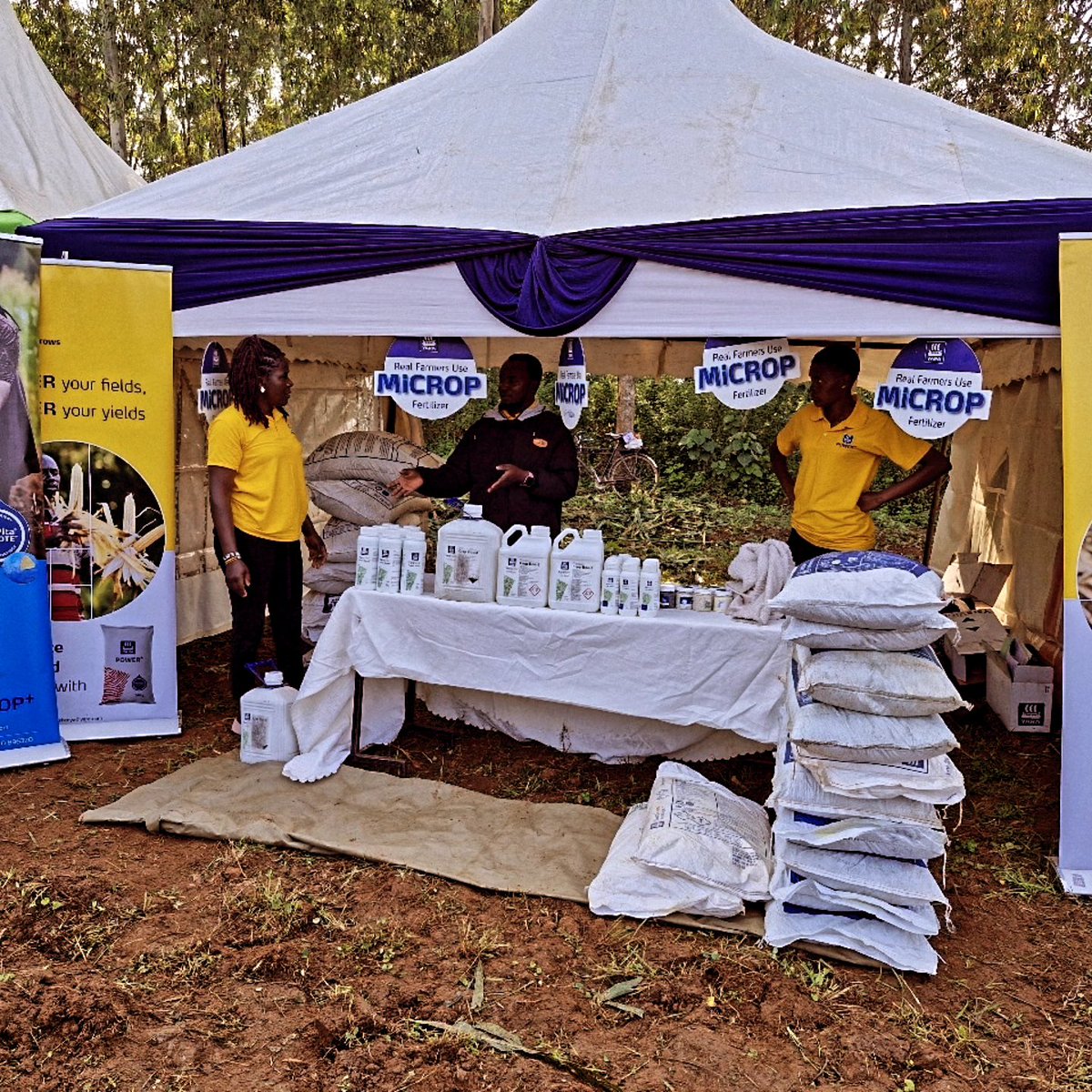 We had a fruitful day at the SC Punda Millia 555 demo plot showcase at Mabanga ATC, Bungoma County, where farmers saw firsthand the power of pairing Seedco’s new maize variety with Yara Kenya’s crop nutrition program.

Through hands-on training, we walked farmers through best