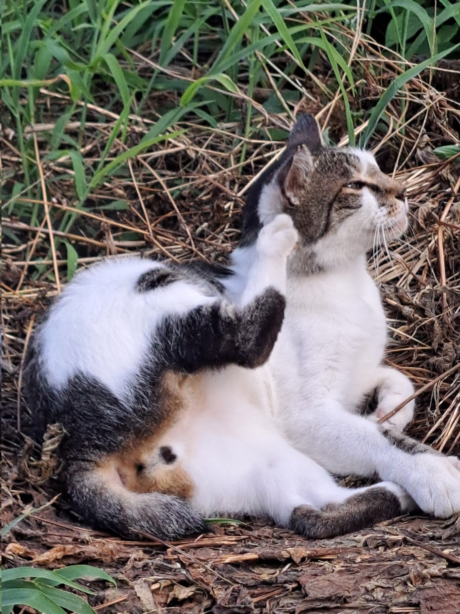 猫柳 輝きを取り戻した宝石、運命の血液検査 The blood work of my