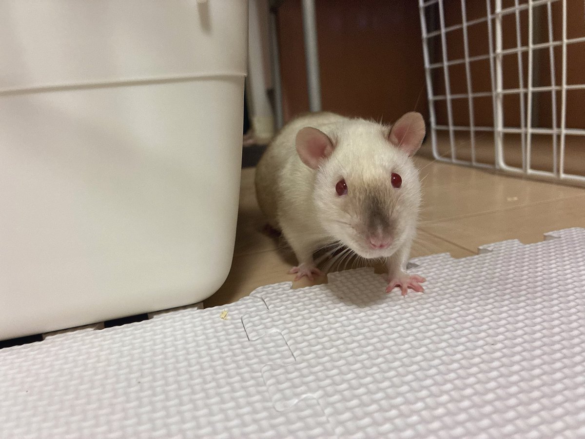 mb8lnmm's tweet image. 部屋に戻りたくないねずみ

戻されてつまらないねずみ