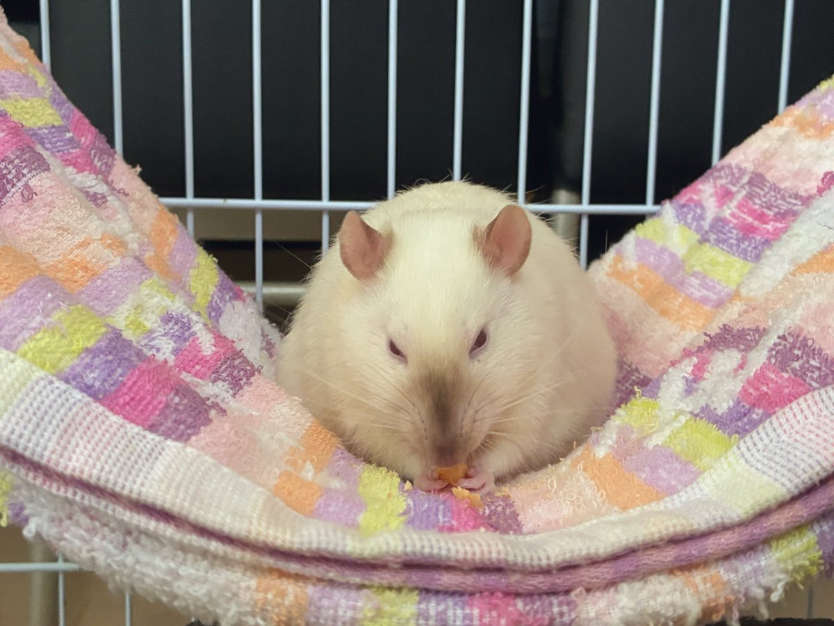 mb8lnmm's tweet image. 部屋に戻りたくないねずみ

戻されてつまらないねずみ