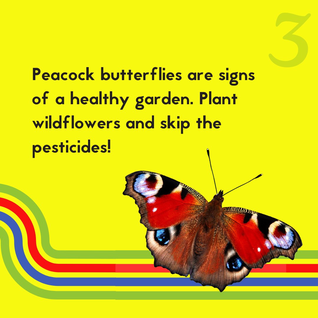 1 in 3 species in Surrey is at risk 🐛 Surrey Wildlife Trust needs your help spotting 5 once-common species- just by looking around outside 👀 The more we see, the more we can protect! Jake x

👉 bbc.co.uk/news/articles/…
🌍 jakethesnake.org.uk

#spotandprotect #rewildsurrey