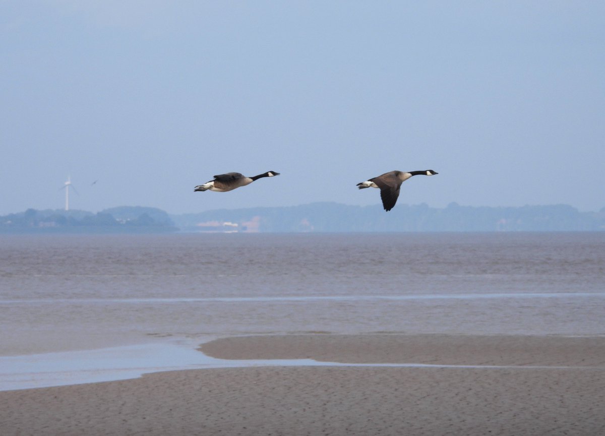 Mike King🦉🐺 (@glosterbirder) on Twitter photo Saul Warth 102 Curlews, 60 Avocets, 4 Oystercatchers, 41 Dunlin, Common Sandpiper, 12 Black-tailed Godwits, 32 Shelducks, 500+ BH Gulls, 4 Little Egrets, 2 G Herons, juv Marsh Harrier, 2 Kestrels, 3 Grey Wags, 6 Pied Wags, Reed Warbler, Chiffchaff, Goldcrest & 4 Ravens #GlosBirds Saul Warth 102 Curlews, 60 Avocets, 4 Oystercatchers, 41 Dunlin, Common Sandpiper, 12 Black-tailed Godwits, 32 Shelducks, 500+ BH Gulls, 4 Little Egrets, 2 G Herons, juv Marsh Harrier, 2 Kestrels, 3 Grey Wags, 6 Pied Wags, Reed Warbler, Chiffchaff, Goldcrest & 4 Ravens #GlosBirds