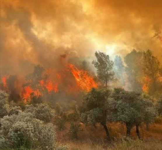 AcaralSevgi's tweet image. Neye üzülelim,neye yanalım.
Koruyamadığımiz 11 işçimize mi canım ağaçlara mı ormanda yaşayan canlara mı?
Onat Kutlar çok doğru söylemiş:
"Ne kadar çok öldük yaşamak için."