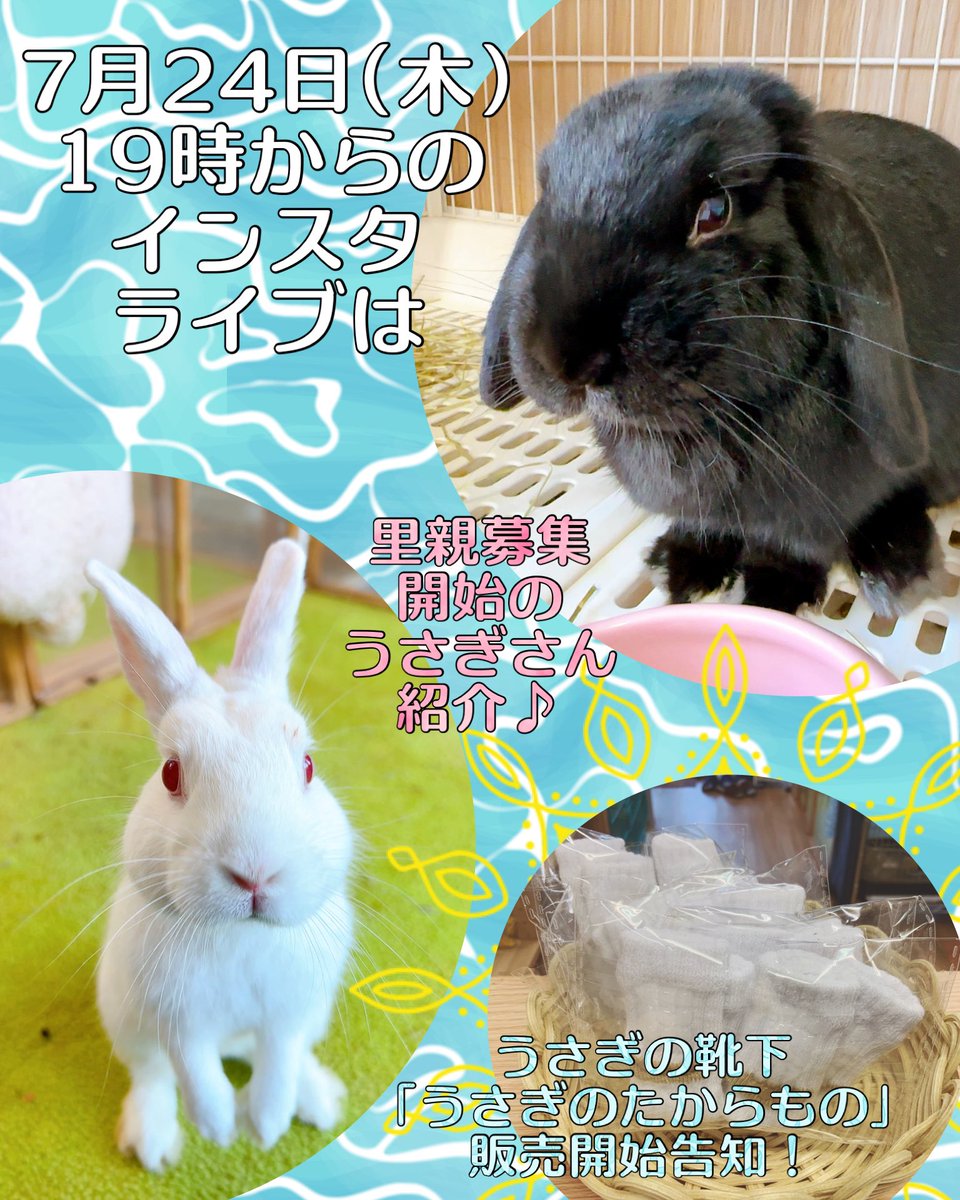 RabbitHSunny's tweet image. 19時から、ぜひ見てくださいね！
＃保護うさぎの里親募集のお知らせ