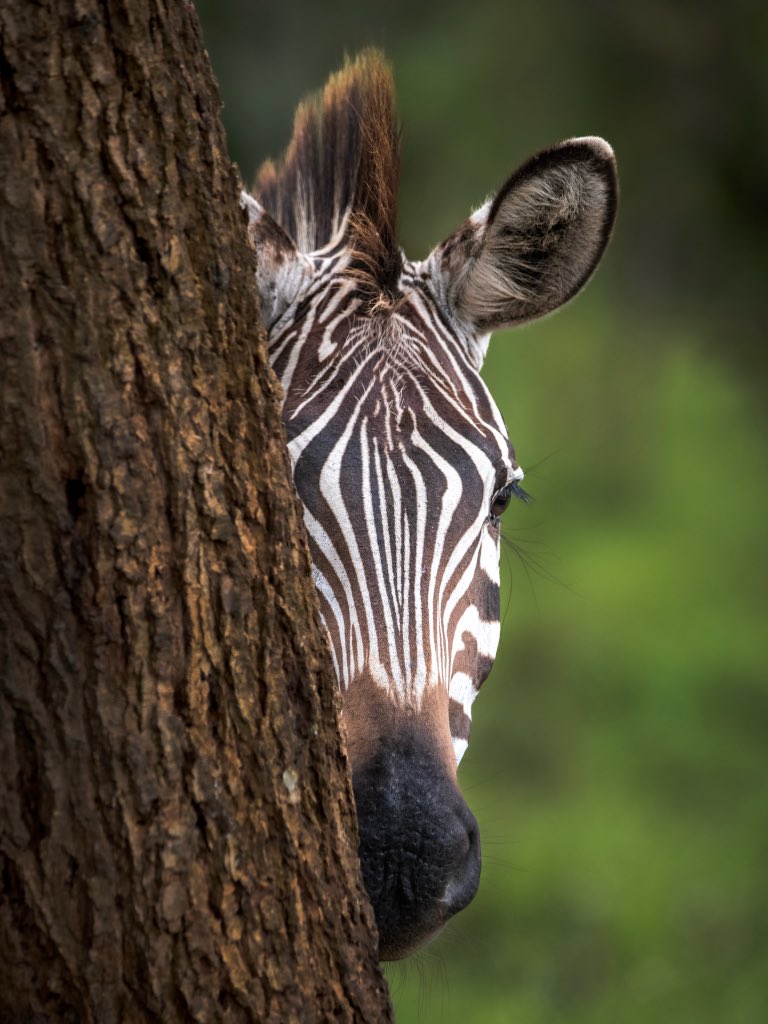NewmanDixon1's tweet image. Spotted! 🤪😳😎
Caught this curious zebra on high alert, watching me snap a pic in Lake Mburo National Park!
This park offers some of Uganda's best zebra sightings, with unforgettable up-close encounters.
🙌😳