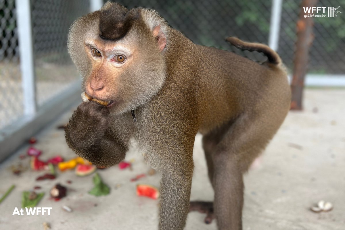 WFFThailand's tweet photo. Meet Thong Kham💛the last macaque rescued from Koh Samui. After years of exploitation harvesting coconuts, he’s finally free.
Now safe at our wildlife hospital, he’s on the road to recovery - but he needs your help
👉 Help coconut monkeys: https://t.co/yZOBO5d7WS
#CoconutMonkey https://t.co/cNcgXJ8u8q