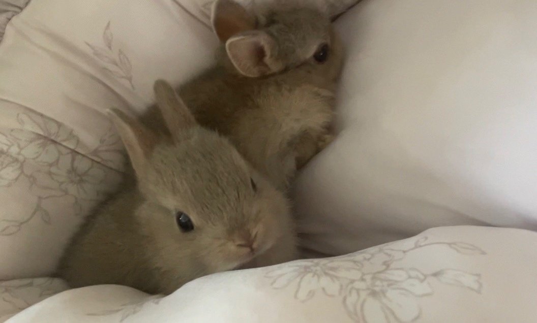 312mokomoko's tweet image. 5つ子ちゃんたち
きょうも元気いっぱいです🐰
大きい組さんの2羽は
お掃除中も、ずっと動きまわっていて
とっても元気に遊んでいます💕
焼き菓子の売り上げが
小さい命を守る、活動資金になります♡
見守り活動や、預かりなどもあり
ご協力いただけると助かります☺️
7月は選べるタルトセットか…