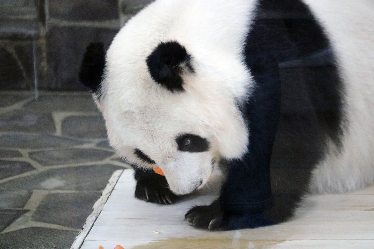 Pandaexn's tweet image. 「どんな感情も、一旦かみしめて味わうのよ」🐼✨️
#水曜日のお嬢様 #タンタン #パンダ #パンダ沼 #panda #お嬢様の言葉 #タンタンさん