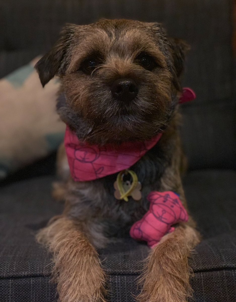MossTheBT's tweet image. Happy Terrierdonia Day all pals! 💖🤎💖 Go forth and demand gravy bones! 💪Library footage.