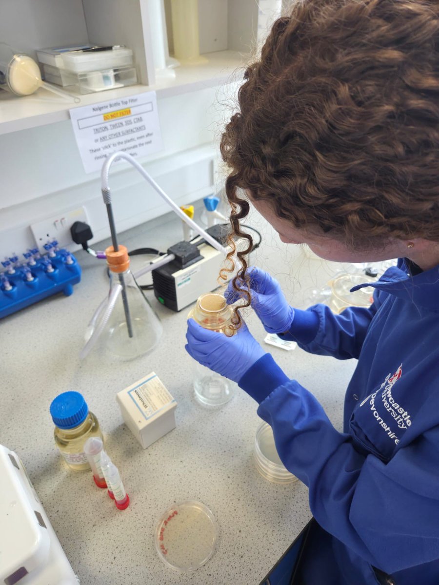 SciencesNCL's tweet image. 🧪 Lab life week 3! With my amazing PhD mentor Lee, we filtered, plated, and streaked bacteria to hunt for E. coli, Salmonella &amp;amp; Pseudomonas. DNA’s extracted &amp;amp; ready for sequencing next week—our ecosystem’s molecular profile is coming together! 🌱#womeninSTEM @RoyalMicroSoc