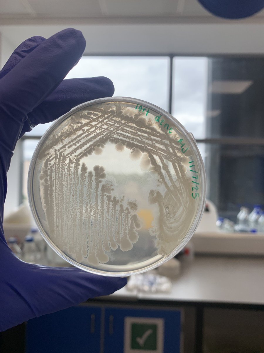 SciencesNCL's tweet image. 🧪 Lab life week 3! With my amazing PhD mentor Lee, we filtered, plated, and streaked bacteria to hunt for E. coli, Salmonella &amp;amp; Pseudomonas. DNA’s extracted &amp;amp; ready for sequencing next week—our ecosystem’s molecular profile is coming together! 🌱#womeninSTEM @RoyalMicroSoc