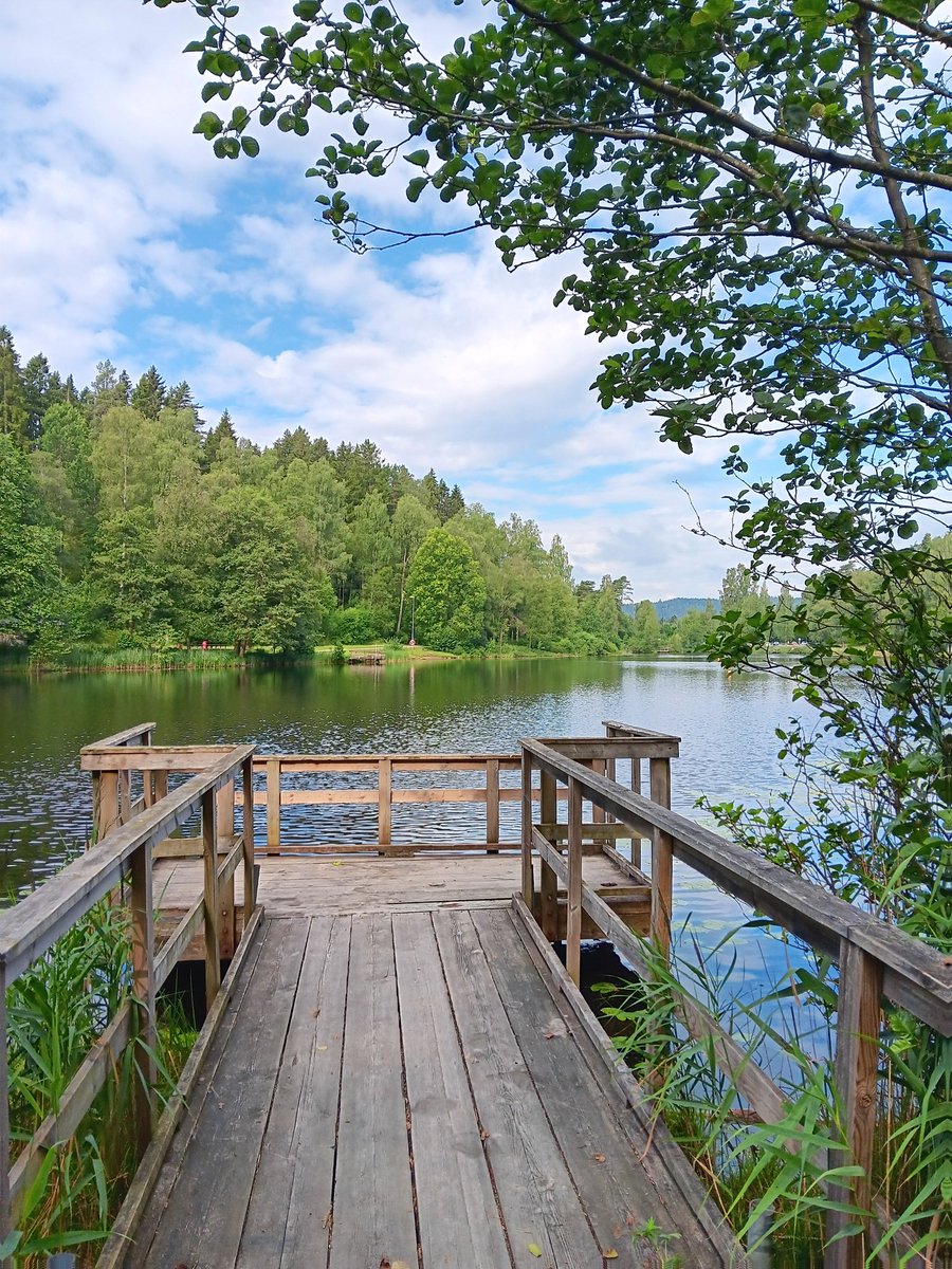 AnetteJonasson's tweet image. My morning walk around the lake 😊🩵🌿
#SummerVibes
#lakeside
#NaturePhotography