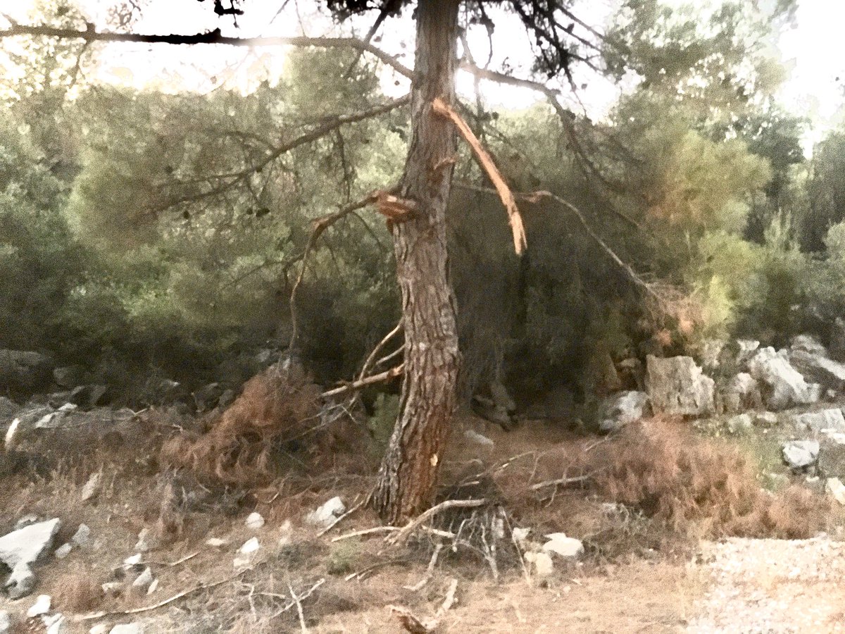 Orman Katliamı..❗️
Akseki belediyesi yol temizliği amacı ile geldiği Menteşbey köyü yolunda kepçenin ağzı ile yola unanan çamları kırarak katliam yapmış, 2-3 ay önce kırılan dallar temizlik bekliyor #ormanvatandır @TCTari <a href="/ibrahimyumakli/">İbrahim Yumaklı</a> <a href="/AkcaIlkay07/">İlkay Akca</a> <a href="/AksekiBelediye/">Akseki Belediyesi</a>