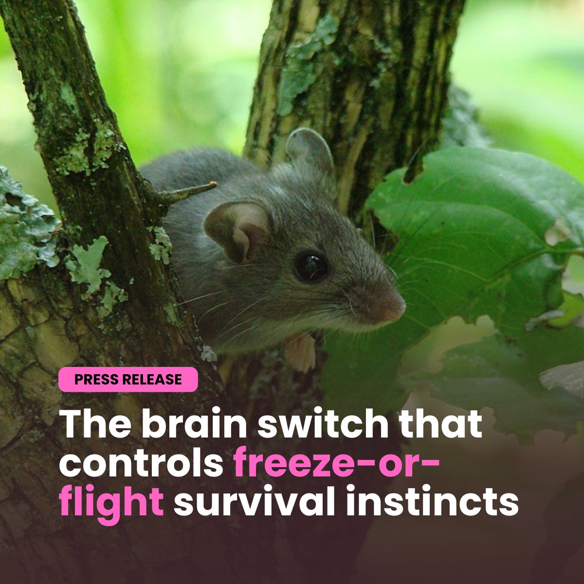 🧠 What decides whether an animal runs or freezes when danger strikes? A new study published in <a href="/Nature/">nature</a>, co-led by <a href="/KatjaReinhard/">Katja Reinhard</a>, uncovers a “neural switch” in the brain fine-tuned by evolution to boost survival chances.
Read more: sissa.it/news/brain-swi…