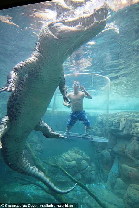 TAdventurousoul's tweet image. Thread of the strangest sea creature which seem from a different world 🧵

1. Saltwater Crocodile