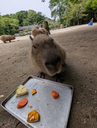 capipiro's tweet image. ナデシコちゃんの朝食タイム！

(2025.05.26長崎バイオパーク)