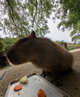capipiro's tweet image. ナデシコちゃんの朝食タイム！

(2025.05.26長崎バイオパーク)