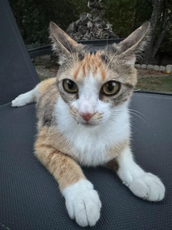 Mi amigo <a href="/alvarorn_/">ÁLVARO</a> ha perdido a su gata. Fue vista por última vez la noche del martes. Se escapó en la zona de la urbanización Luz Sierra en LOS MOLINOS (Madrid). Acaba de ser mamá y tiene a sus bebés en casa.

Si alguien la ve que contacte a: 652667535.

SE AGRADECE DIFUSIÓN 🫂