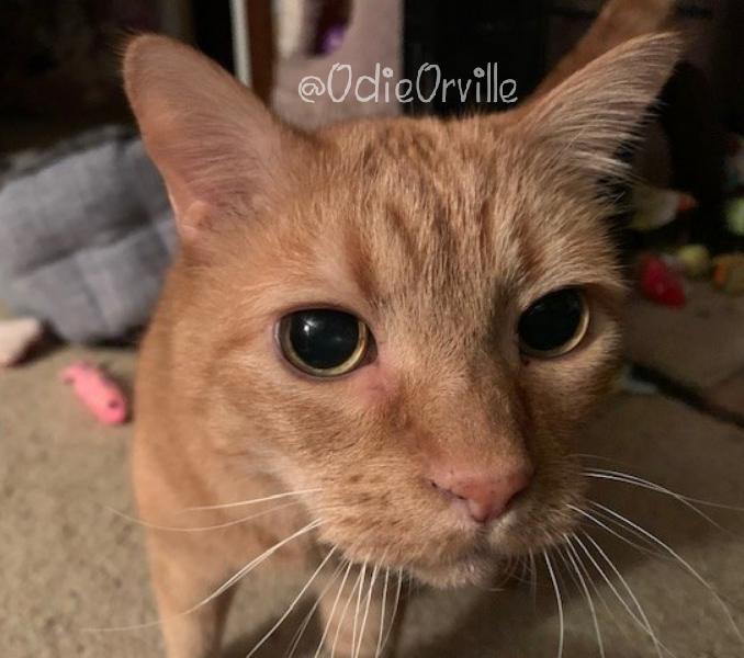 Good morning and happy Thursday, friends 😺👋

I'm feeling just a tiny bit blue this morning. I think I need a boop. Or a virtual hug. Or a funny pic of you. Or a donut. Or maybe all of the above! 

Have a great day, everyone! I love you all! 😽❤