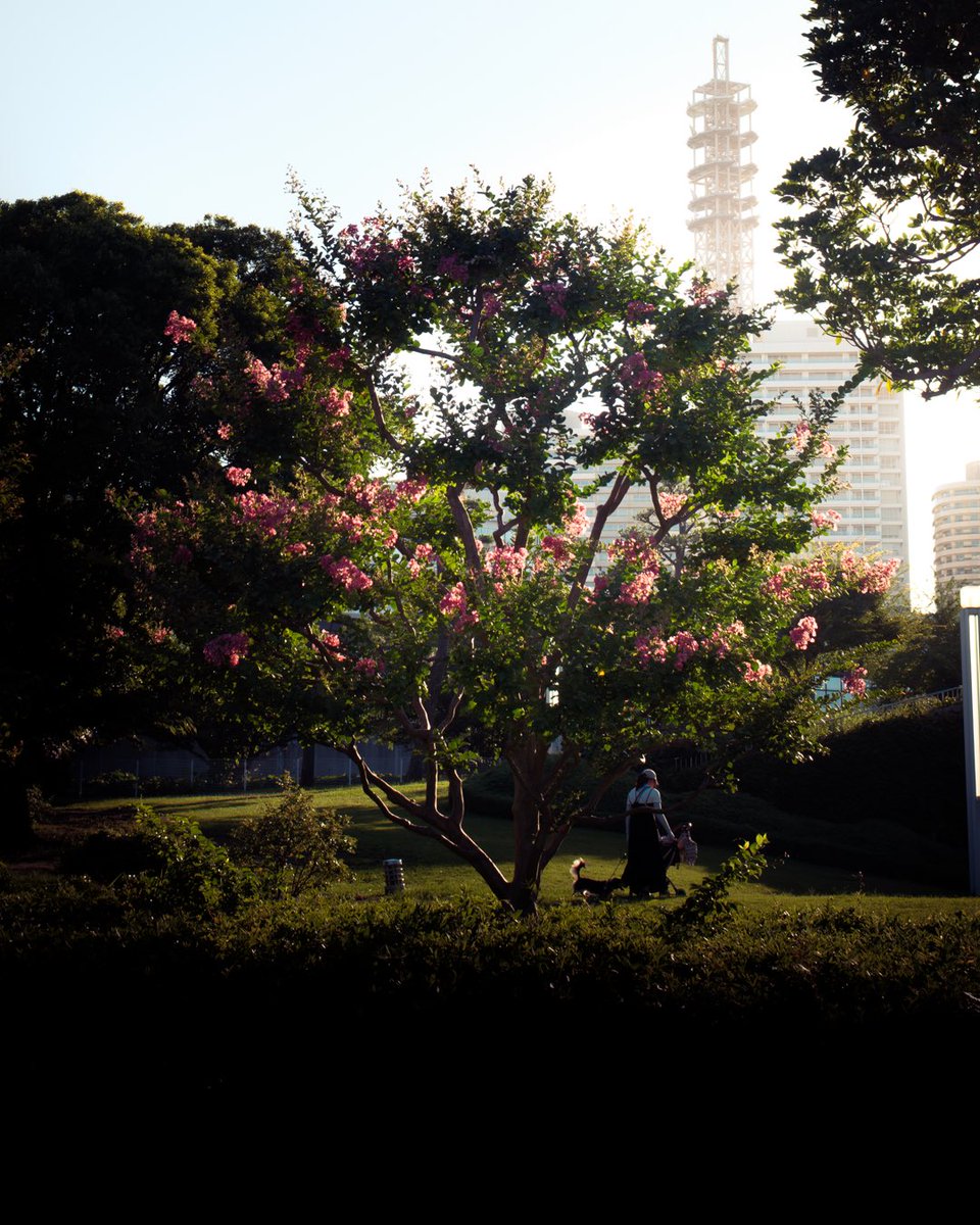 koo_97_pic's tweet image. 世界は煌めきに溢れている。