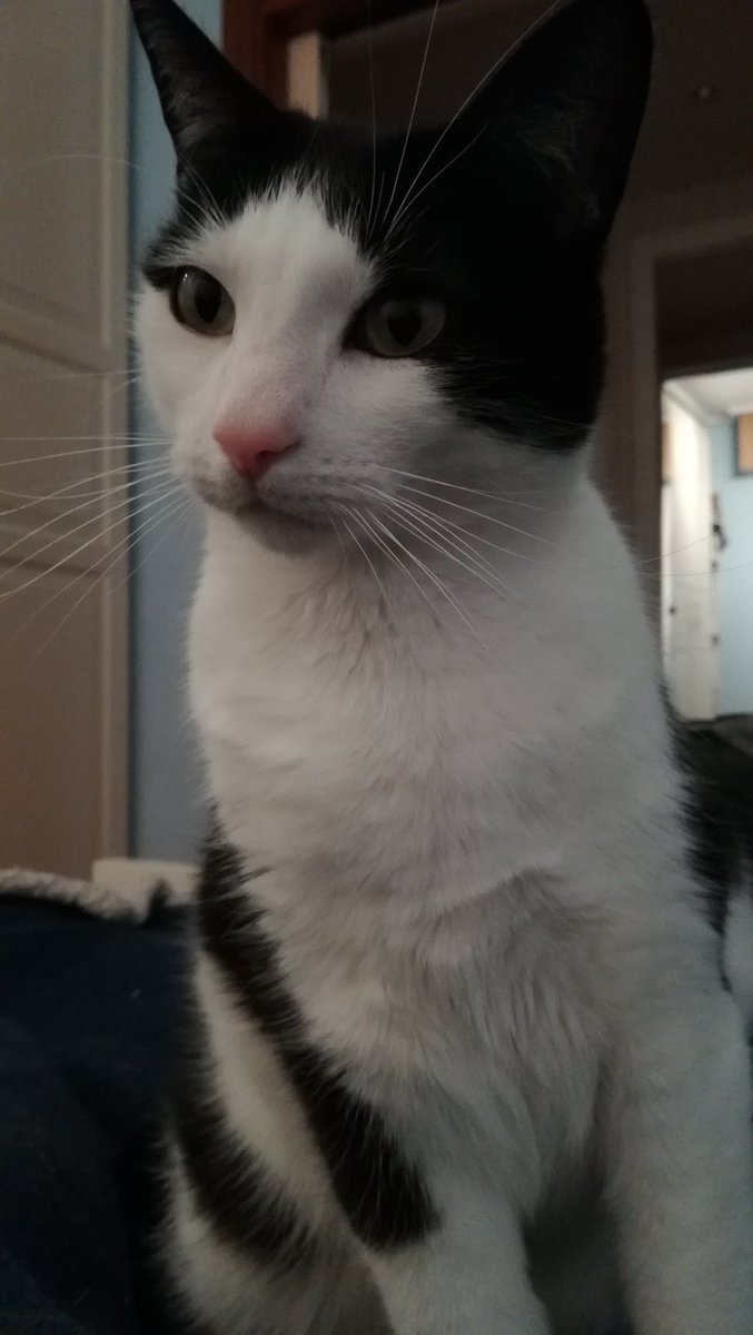 Stop and erase tweet media