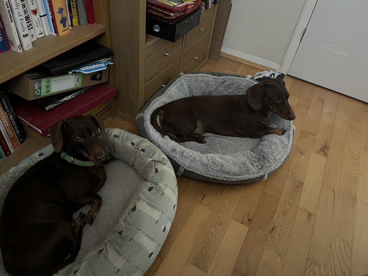 chrispinnock's tweet image. Luna was not happy that Elvis stole her bed but balance has been restored to the force.