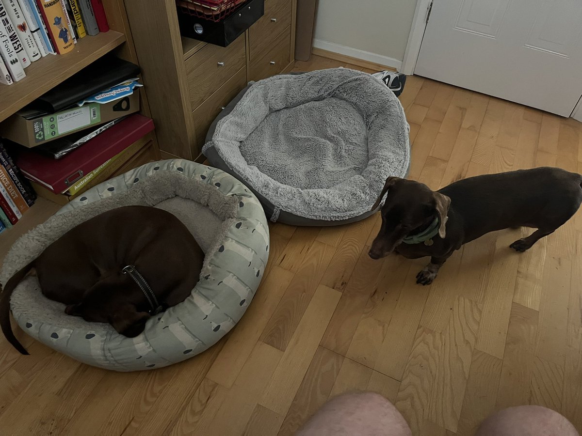 chrispinnock's tweet image. Luna was not happy that Elvis stole her bed but balance has been restored to the force.