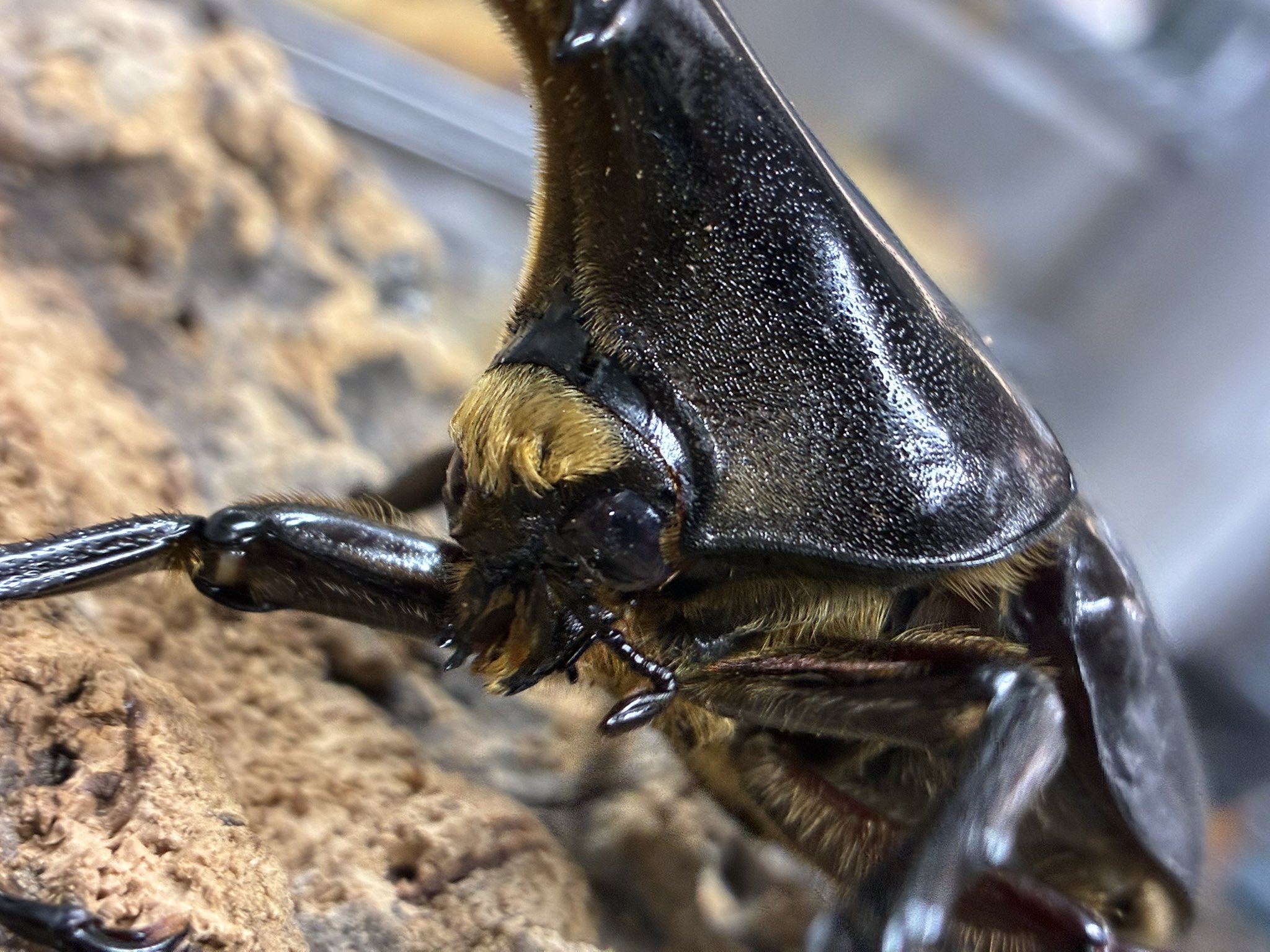 ⚠️引き取り限定⚠️ ヘラクレス　飼育　タッパ　園芸　その他　まとめ売り KING_HERCULES (@KINGHERCULES12) / X