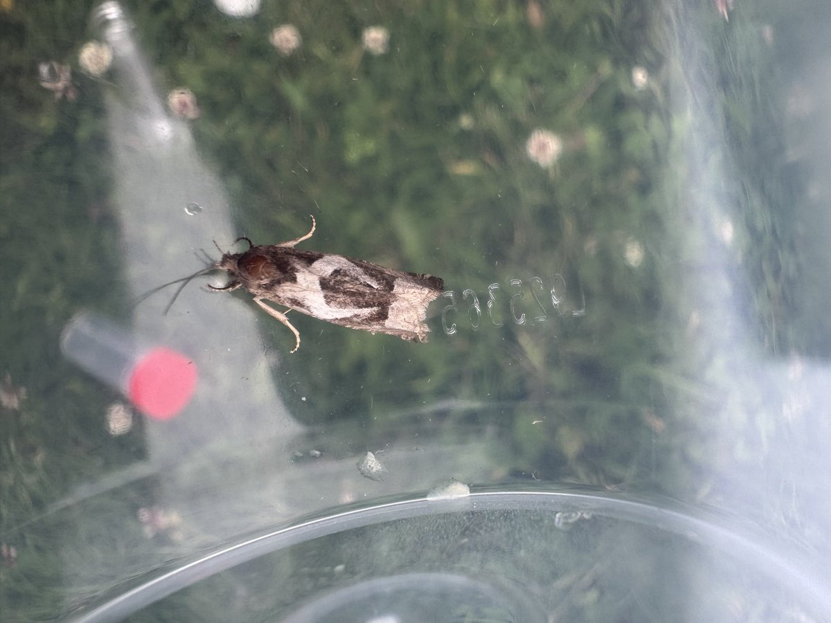 Turns out this Epiblema foenella trapped on the night of 21st July was a first for Orkney and a third for Northern Scotland, a second was trapped overnight tonight! Wish birds did the same!
