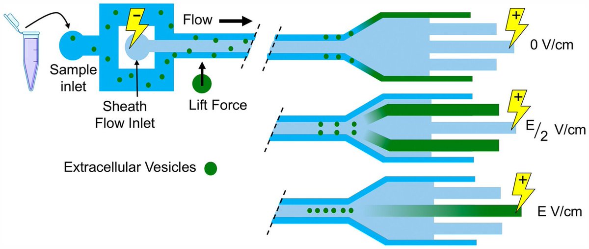 FEBSOpenBio's tweet image. 🧪 Check out the latest Research Protocol📓
Microfluidic electro-viscoelastic manipulation of extracellular vesicles
🔦 buff.ly/Doc1ZMA
#ExtracellularVesicle #Microfluidics #EVisolation