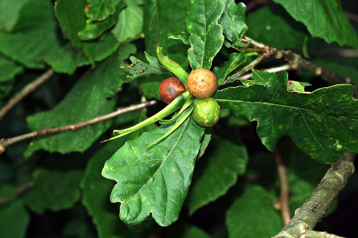 Gall of the week, well two actually. A chimera with the cynipid galls of Andricus kollari/infectorius f. agamic agg and A. aries f. agamic growing in close proximity on oak Quercus spp. 
Photographer unknown.